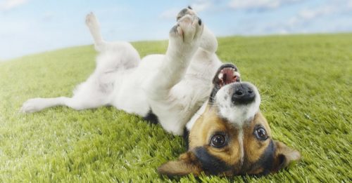 tracker GPS pour chiens & chats