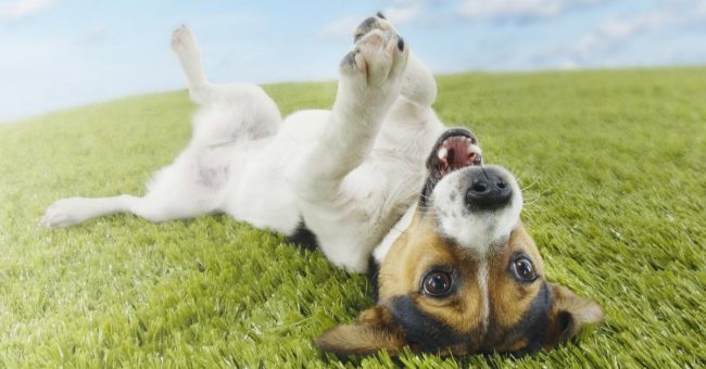 tracker GPS pour chiens & chats
